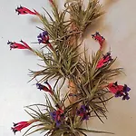 Oasis Epifito Urbano Botanical Wellness Oasis Near Of Arts & Sciencies