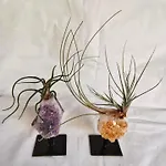 Oasis Epifito Urbano Botanical Wellness Oasis Near Of Arts & Sciencies 홈스테이 *