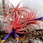 Oasis Epifito Urbano Botanical Wellness Oasis Near Of Arts & Sciencies 발렌시아