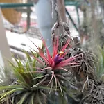 Oasis Epifito Urbano Botanical Wellness Oasis Near Of Arts & Sciencies 홈스테이