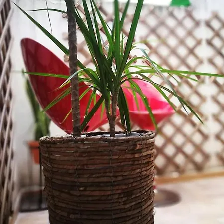 Center Where Falla Starts Apartamento