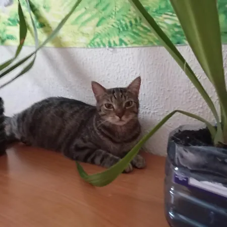 Großes Modernes Silber Für 2 Personen Und Katzenliebhaber *