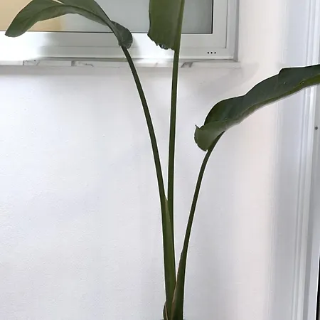 度假居 Artistic Loft, Full Of Light - Center Ruzafa 瓦伦西亚