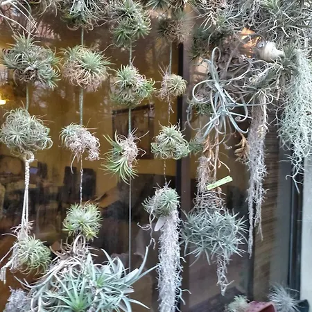 홈스테이 Oasis Epifito Urbano Botanical Wellness Oasis Near Of Arts & Sciencies *