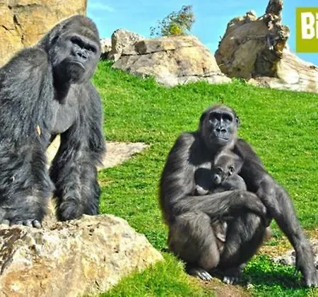公寓 Bioparc Metro 瓦伦西亚